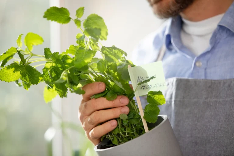 Enhance Your Garden with Edimentals: A Fusion of Beauty and Bounty