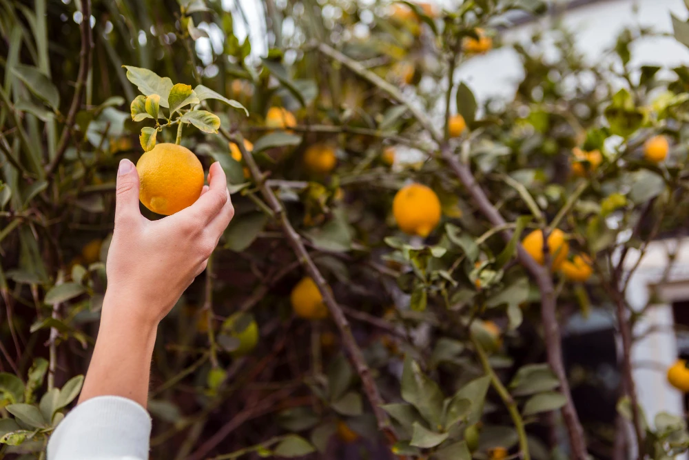 Growing Fruit Trees in Small Spaces